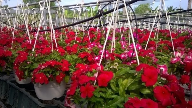 Kỹ thuật trồng và chăm sóc hoa dừa cạn