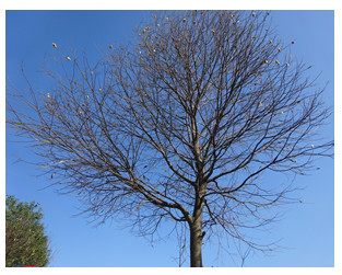 Loài sâu ăn lá gây hại trên cây dầu rái và cây sao đen trên địa bàn Thành phố Hồ Chí Minh và các tỉnh miền Đông Nam Bộ