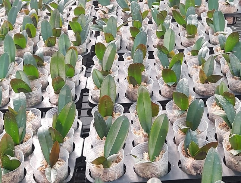 Mô hình trồng lan Hồ Điệp phục vụ thị trường tết Nguyên đán trên địa bàn Thành phố Hồ Chí Minh