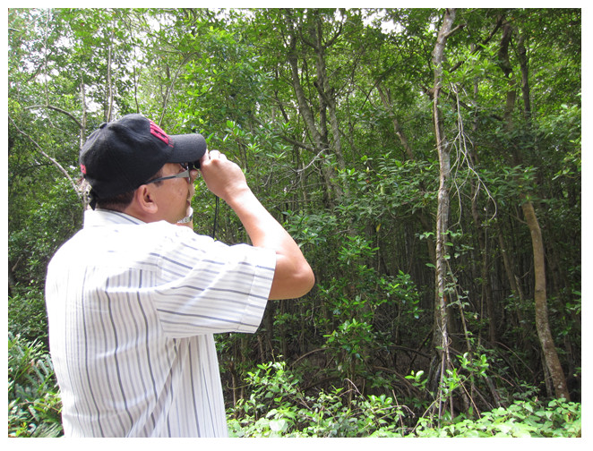 Tình hình sinh vật hại trên cây lâm nghiệp địa bàn rừng ngập mặn huyện Cần Giờ