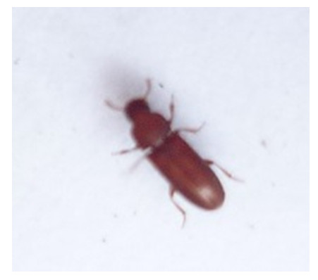 Công tác kiểm dịch thực vật tại kho nông sản và các sản phẩm thực vật năm 2021 trên địa bàn huyện Cần Giờ, Nhà Bè và Quận 7