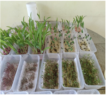 Kết quả công tác hậu kiểm giống cây trồng phục vụ công tác Kiểm dịch thực vật nội địa năm 2021