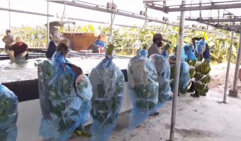 Khảo sát tình hình sản xuất nông nghiệp công nghệ cao tại Công ty TNHH MTV Bò sữa Thành phố.