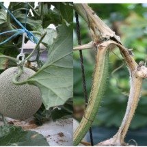 Phòng trừ bệnh nứt thân chảy nhựa gây hại dưa lưới canh tác trên giá thể trong nhà màng