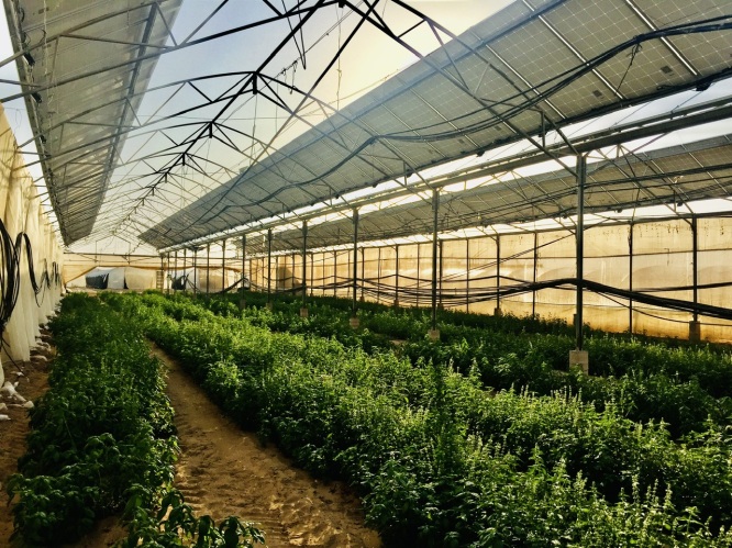 Một góc nhìn về nông nghiệp công nghệ cao