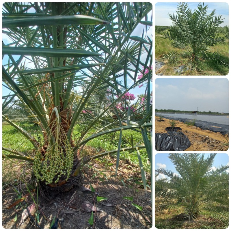 Mô hình trồng cây Chà là (Phoenix dactylifera) tại huyện Cần Giờ, Thành phố Hồ Chí Minh