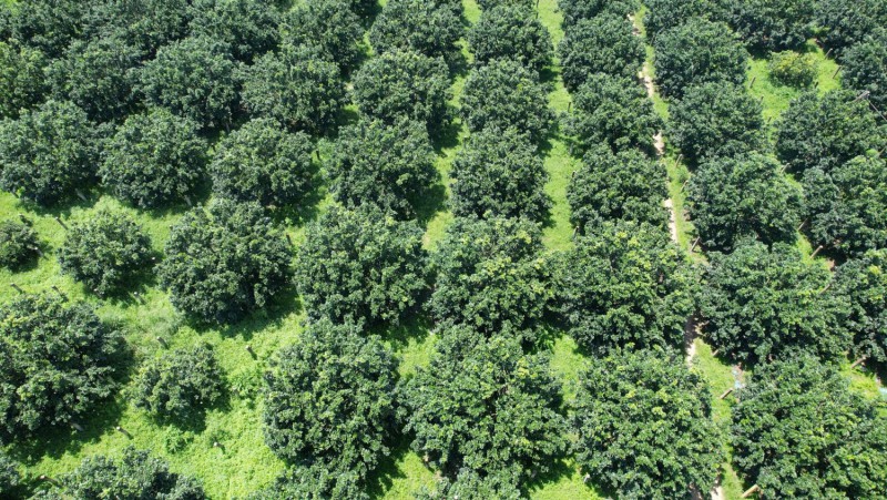 Xuất khẩu bưởi thị trường Úc thách thức, cơ hội