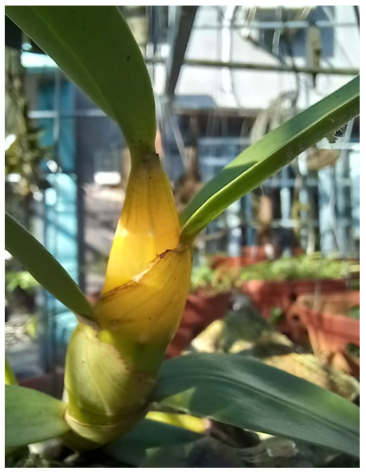 Hình 3: Cây lan Hoàng phi hạc (Dendrobium signatum) không bị thối nhũn