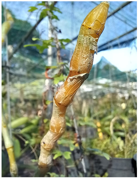 Hình 4: Cây lan Giả hạc (Dendrobium anosmum) không bị thối nhũn