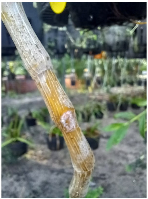 Hình 5: Cây lan Giả hạc (Dendrobium anosmum) bị thối nhũn do vi khuẩn Erwinia sp gây ra