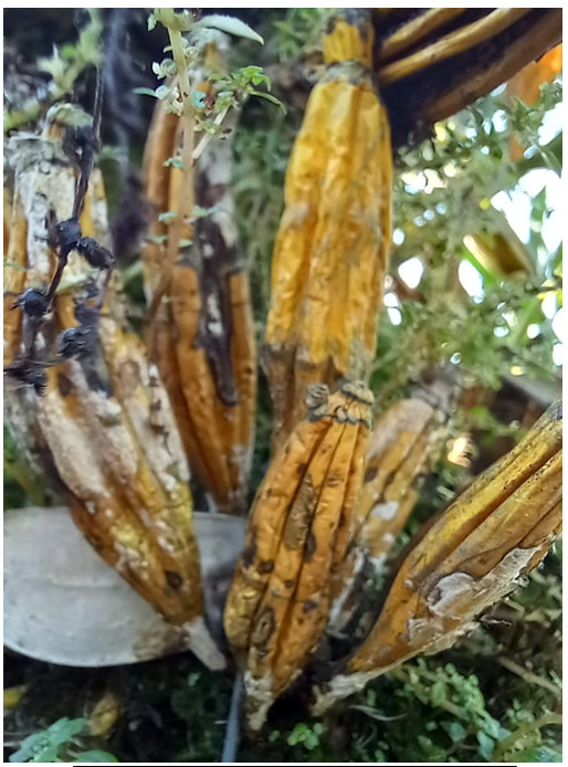 Hình 6: Cây lan Vảy rồng (Dendrobium lindleyi) bị thối nhũn do vi khuẩn Erwinia sp gây ra