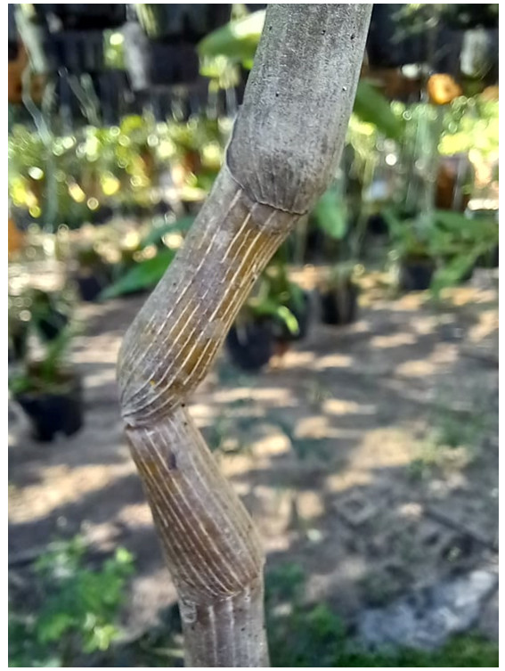 Hình 7: Cây lan Giả hạc (Dendrobium anosmum) bị thối nhũn do vi khuẩn Erwinia sp gây ra